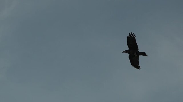 Ravens crows flying, majestic black birds soaring high in a dramatic blue sky