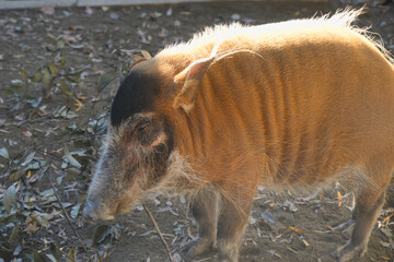 アカカワイノシシ
