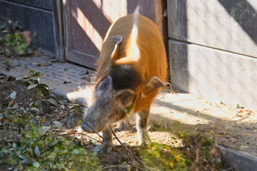 アカカワイノシシ