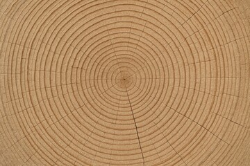Fototapeta premium Close-up of tree trunk cross-section with detailed annual growth rings pattern in concentric circles on a natural wood background texture surface. Ai generative