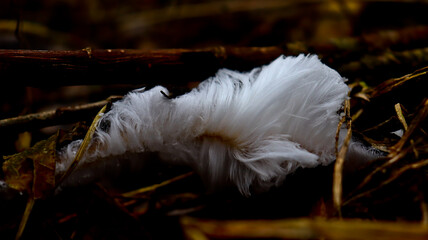 
Hair Ice (Exidiopsis effusa) on dead tree branch, the fungus that makes this unusual natural...