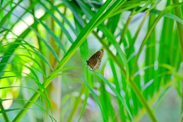Obraz premium common crow butterfly on green leaf