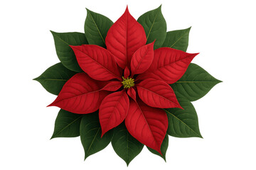 Obraz premium Poinsettia plant with red bracts and green leaves, symbolizing christmas and winter holiday decor on transparent background