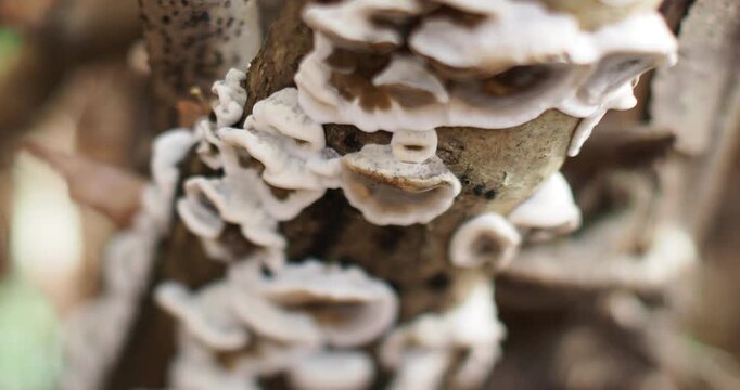 Bjerkandera adusta, commonly known as the smoky polypore or smoky bracket, is a species of fungus in the family Phanerochaetaceae.