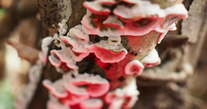 Bjerkandera adusta, commonly known as the smoky polypore or smoky bracket, is a species of fungus in the family Phanerochaetaceae.