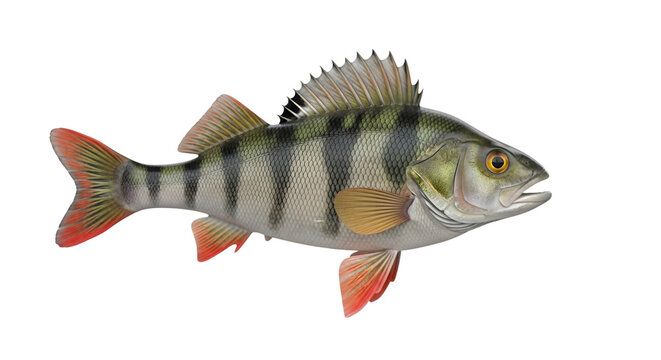 Freshwater european perch fish with striped body and vibrant fins