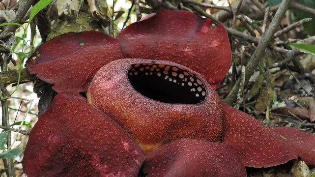 Rafflesia kerrii this flowering plant has the largest flowers in the world and is found in Khao Sok, Surat Thani Province.
