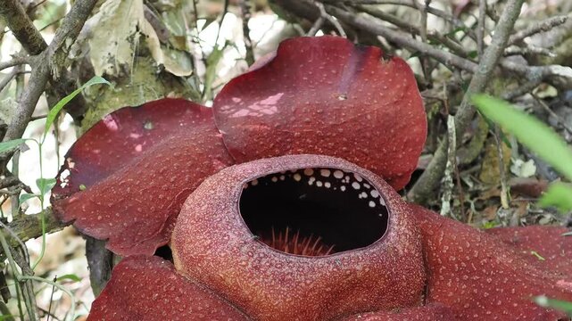 Rafflesia kerrii this flowering plant has the largest flowers in the world and is found in Khao Sok, Surat Thani Province.