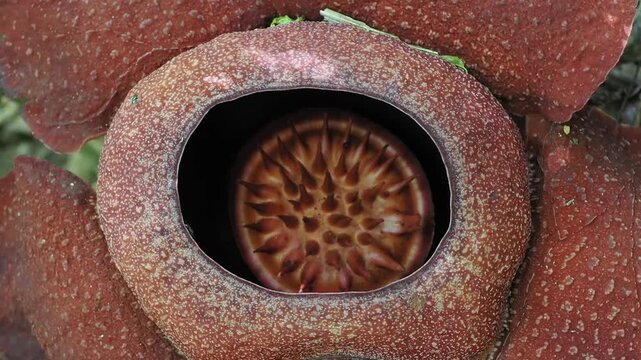 Rafflesia kerrii this flowering plant has the largest flowers in the world and is found in Khao Sok, Surat Thani Province.