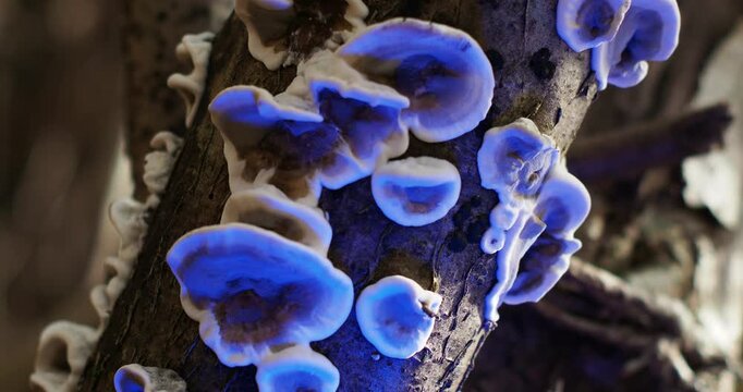 Bjerkandera adusta, commonly known as the smoky polypore or smoky bracket, is a species of fungus in the family Phanerochaetaceae.