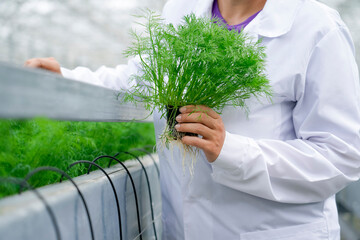 The hand of a female farmer, a specialist in a white coat, holds a specimen of grown dill with beautiful green foliage in an industrial greenhouse, with tubes for the plant nutrition system.