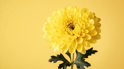 Close-up of a single yellow chrysanthemum