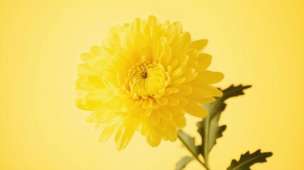 Close-up of a bright yellow chrysanthemum