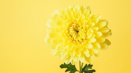 Bright yellow chrysanthemum elegant background