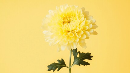 Close-up of a single yellow chrysanthemum