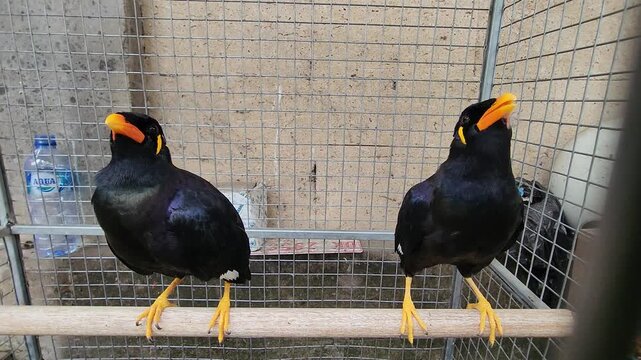 Animals of Indonesia. Sacred myna, talking bird, black starling.
