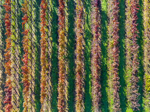Vinhas vistas de cima 