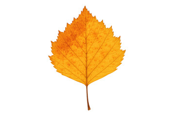 Fototapeta premium Yellow autumn birch leaf isolated on transparent background, showcasing fall season colors and natural beauty