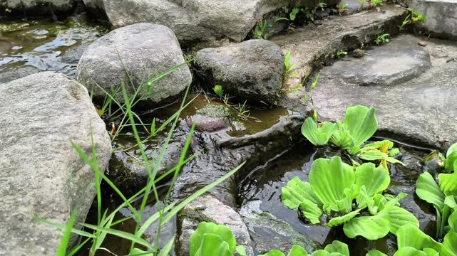 Water Lettuce (Pistia stratiotes) Growing in a Tropical Garden Pond