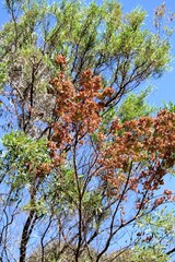 Hop Bush (Dodonaea viscosa) in summer, with hops. Australian native plant.