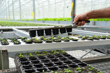 In a bustling greenhouse, a worker sorts seedlings of lettuce, dill, cilantro, and arugula in small pots, ensuring they are ready for final planting.