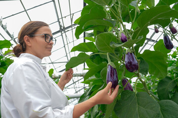 Woman in a white coat and glasses checks the ripeness of a large, ripe purple eggplant while holding it. The eggplant hangs on a plant in a greenhouse during the day.