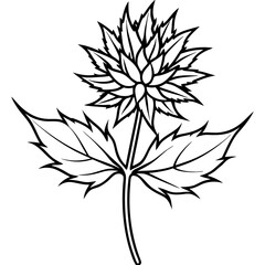 Sea Holly line art vector