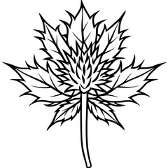 Sea Holly line art vector