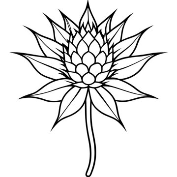 Sea Holly line art vector