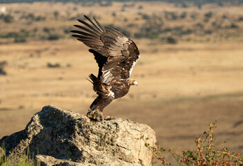 aguila imperial en la campiña abulense.Avila. España