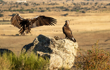 aguila imperial en la campiña abulense.Avila. España