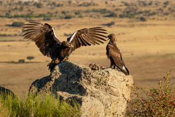 aguila imperial en la campiña abulense.Avila. España