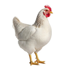 Fototapeta premium Realistic white chicken illustration detailed feathers poultry farm animal isolated on transparent background