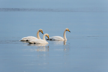 Obraz premium Three elegant Whooper Swans swimming serenely on calm, misty blue water, showcasing their beautiful white plumage and distinctive yellow and black beaks.
