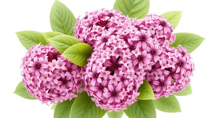 A cluster of delicate pink blossoms with vibrant green leaves, perfect for celebrations, greetings, and natural beauty themes.