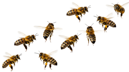 Dynamic cluster of honey bees in flight with pollen baskets clearly visible against a stark for design projects