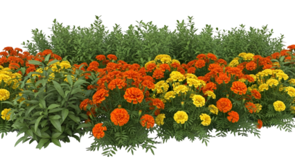 Bright Marigold Flower Bed Border with Orange and Yellow Blooms