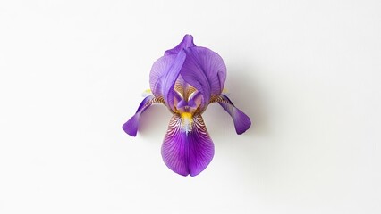 Vibrant Purple Iris Flower with Detailed Petals on White Background