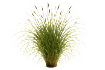 Green ornamental grass growing, long slender blades and seed spikes, natural foliage object, transparent background