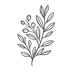 Fototapeta premium Elegant Botanical Line Art: Olive Branch with Leaves on Transparent Background