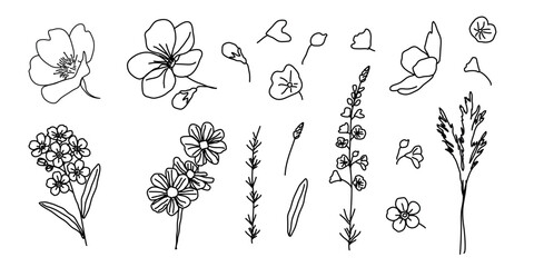 Doodle wild flower set. Botanical pack for spring, summer web design. Vector illustration