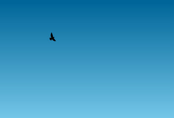 flying bird in the sky fell of freedom