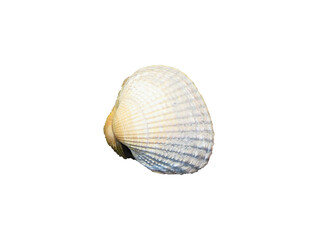 Muschel isoliert freigestellt Studio