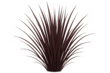 Ornamental red grass plant tuft for landscaping and garden design, growing foliage with transparent background