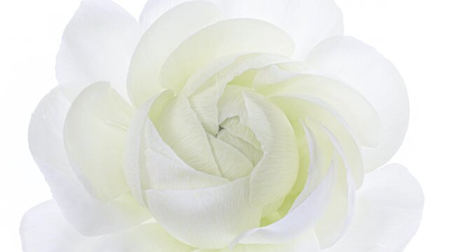 Beautiful white flower background. Demonstrating of color of year 2026 Cloud Dancer Wedding, Valentines Day, Mothers Day , love, birthday design	