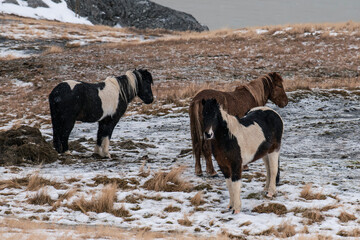 Konie islandzkie