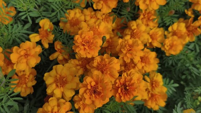 Video footage 4k. Vibrant field yellow French Marigolds or Tagetes patula with dense green foliage. Overhead shot captures lush carpet of blooming flowers perfect for garden and nature themes