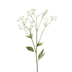 Fototapeta premium Delicate White Baby's Breath Flower Stem with Green Leaves on Transparent Background