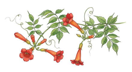 Orange trumpet vine flowers and green leaves on black