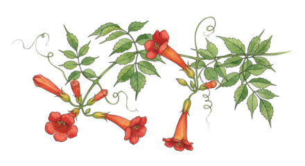 Orange trumpet vine flowers and green leaves on black